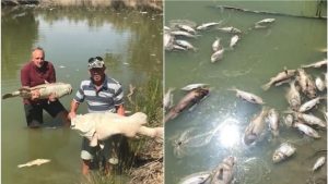australia darling river fish death